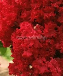 Lagerstroemia indica 'Royal Red', Crape Myrtle