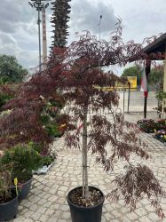 Spitzahorn,   Acer palmatum  'Inaba Shidare'