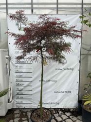 Spitzahorn,   Acer palmatum  'Inaba Shidare'
