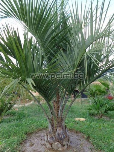 Pindo palm, Jelly palm