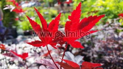 Acer palmatum 'BloodGood', Japanischer Fächerahorn