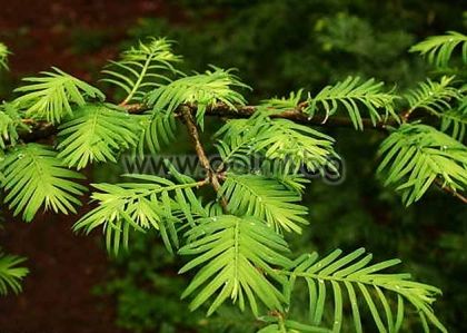 Metasequoia glyptostroboides, Urwelt-Mammutbaum