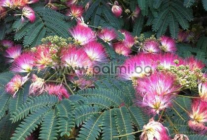 Persian Silk Tree, Pink Silk Tree