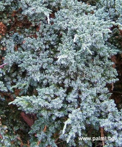 Juniperus squamata 'Meyeri', Blauzeder-Wacholder