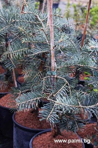 Grafted White Fir