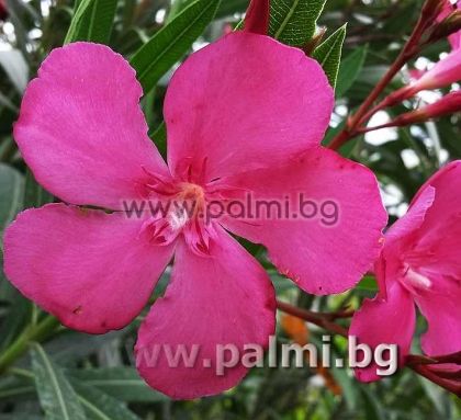 Oleander dark pink, cold hardy, 'Margarita'