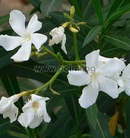 Oleander white, 'Toulouse'