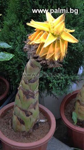 Musella lasiocarpa, Goldene Lotus Banane