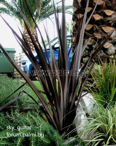 New Zealand Flax, 'Purpureum'
