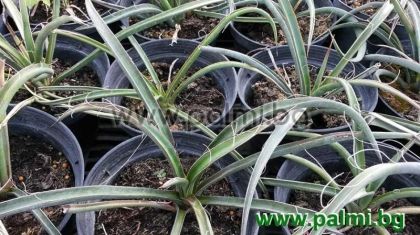 Yucca filifera, Winterharte Palmlilie  von Botanischem Garden - Plovdiv, Bulgarien