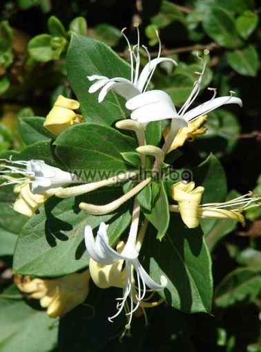 Lonicera japonica, Geissblatt  von Botanischem Garten - Plovdiv, Bulgarien