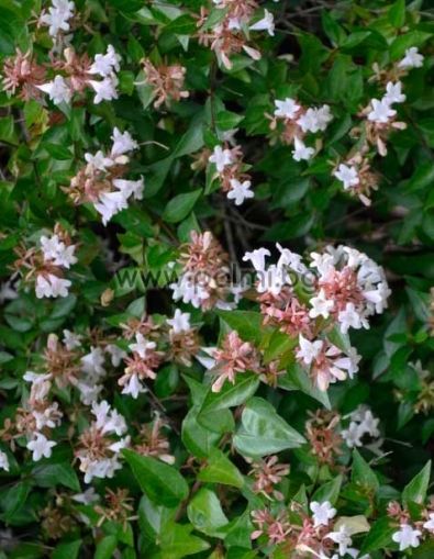 Abelia grandiflora, Abelie