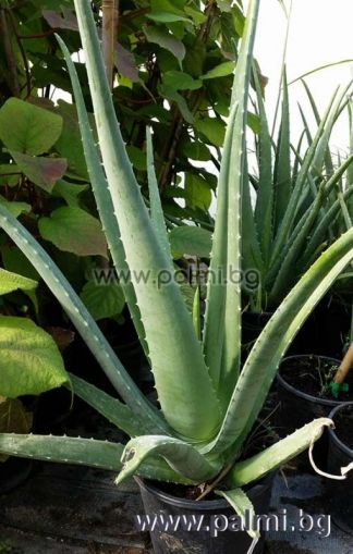 Aloe vera, fünfjährige Pflanze  von Botanischem Garten - Plovdiv, Bulgarien