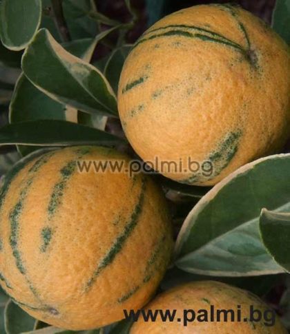 Citrus sinensis variegata,  Panaschierter Orangenbaum von Botanischem Garten - Plovdiv, Bulgarien