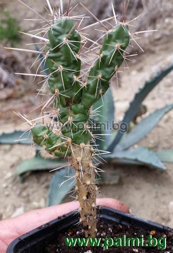 Cylindropuntia imbricata, Winterharter Kaktus  von Botanischem Garten - Plovdiv, Bulgarien