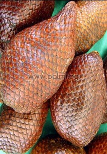 Salak, Snake Fruit