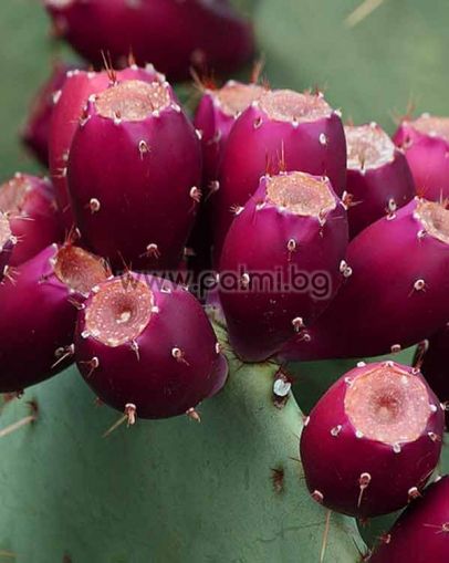 10 seeds of Prickly Pear Cactus, var. engelmannii