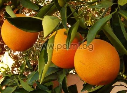 Citrus sinensis Cara Cara, Orange  von Botanischem Garten - Plovdiv, Bulgarien