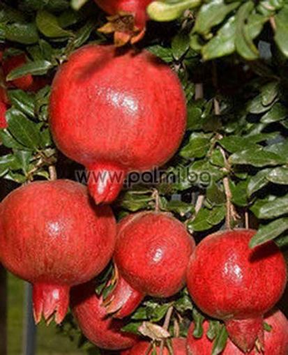 Punica granatum 'Rosso Gigante', Pomegranate