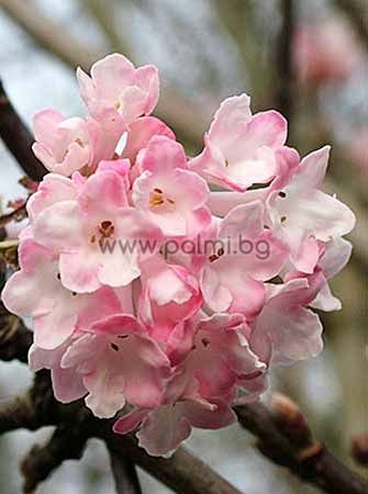 Viburnum x bodnantense 'Charles Lamont', Winter-blooming fragrant Viburnum, var. 'Charles Lamont'