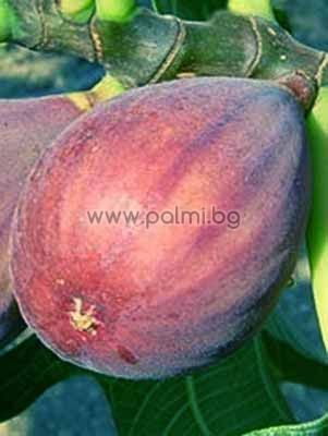 Ficus carica Rosce Signora, Fig Rosce Signora