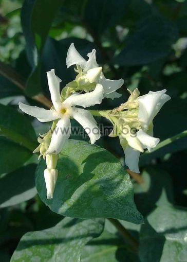 Rhynchospermum jasminoides (Trachelospermum), Sternjasmin, Blütenduft winterhart