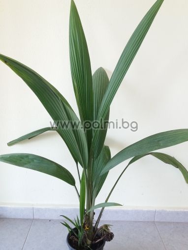 Molineria capitulata,Palm grass