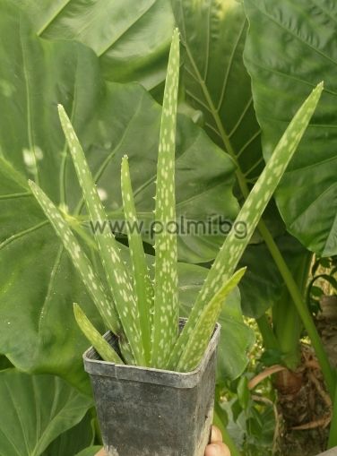 Aloe, einjährige Pflanze