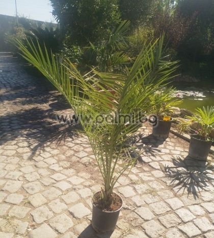 Kanarische Dattel-Palme, 120-130 cm, 4 Liter Topf