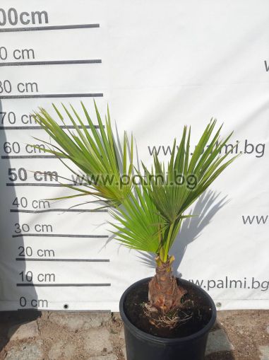Guadelupe-Palme, Erytheapalme