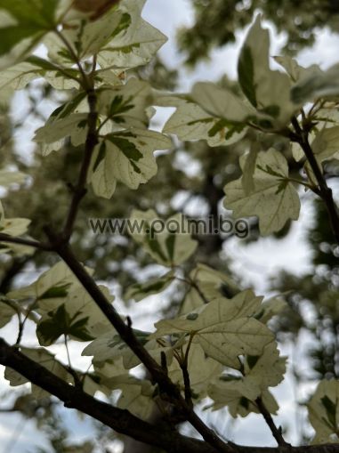  Acer platanoides Drumondii, Явор с вариегатни  листа "Drumondii"