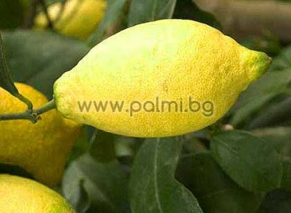 Citrus limon Lunario  Zitronenbäumchen 'Lunario' von Botanischem Garten - Plovdiv, Bulgarien