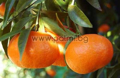 Citrus reticulata cv. Tardivo,  Mandarine von Botanischem Garten - Plovdiv, Bulgarien