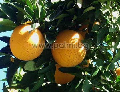 Citrus paradisi cv. Star Ruby  Grapefruit, Star Ruby Sorte von Botanischem Garten - Plovdiv, Bulgarien