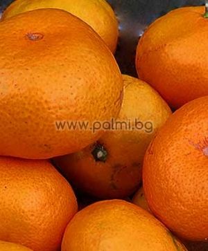 Citrus unshiu Myagawa, Unshiu Mandarine, Satsumabaum Myagawa  von Botanischem Garten - Plovdiv, Bulgarien