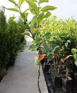 Citrus unshiu Myagawa, Unshiu Mandarine, Satsumabaum Myagawa  von Botanischem Garten - Plovdiv, Bulgarien