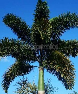 Wodyetia bifurcata, Foxtail Palm