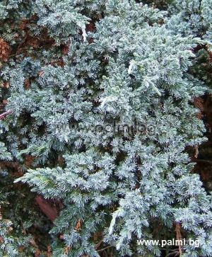 Juniperus squamata 'Meyeri', Blauzeder-Wacholder