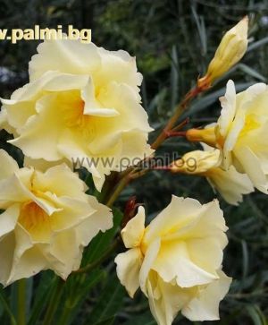 Nerium oleander 'Luteum Plenum' (Mathilde Ferrier),  Doppelgelber, duftender Oleander