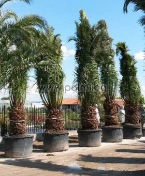 Canary Island Date Palm 950 liters