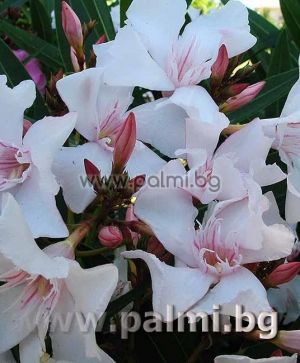 Oleander, white flowers with pink center, 'Alsace'
