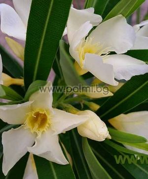 Nerium oleander 'Maria Gambetta', Oleander, gelb