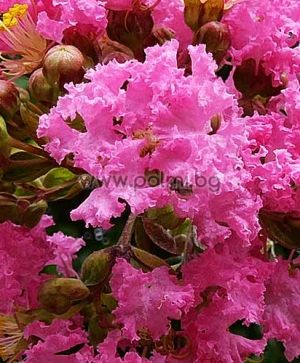 Crape Myrtle 'Rosepac'