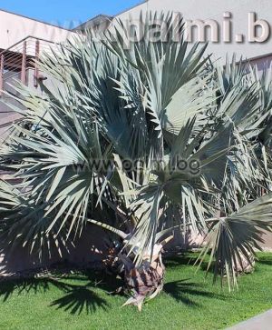 Bismarck palm