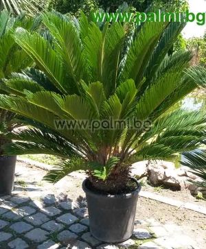 Cycas revoluta, Palmfarn  von Botanischem Garten - Plovdiv, Bulgarien