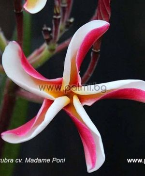 19. Frangipani, Plumeria Madame Poni Hybrid