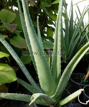 Aloe vera, fünfjährige Pflanze  von Botanischem Garten - Plovdiv, Bulgarien