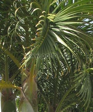 Spindle palm