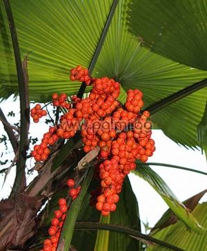 Vanuatu Fan Palm