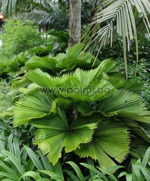 Vanuatu Fan Palm